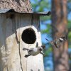 wood ducks leaving nest 1st time.jpg