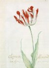 jacob-marrel-a-tulip,-cleijnen-alexander.jpg