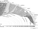 mass exctinctions and new phylum bw.jpg