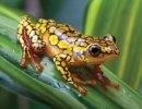 Harlequin-poison-dart-frog-leaf-Amazon-rainforest.jpg