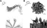 Genomes of the Venus Flytrap and Close Relatives bw.jpg