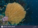 Sea Fan.jpg