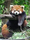 Red Panda (Ailurus fulgens styani) at Binder Park Zoo.jpg