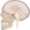 Overview-of-Pituitary-Gland.jpg