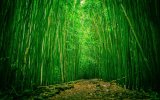Bamboo-Forest-Wallpaper-Free.jpg