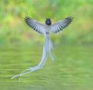 🔥 Asian Paradise Flycatcher 🔥.jpg