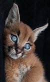 Little Caracal or a Lynx - cat post.jpg