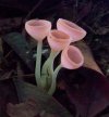 Cup Fungi.jpg