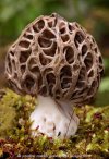 British Fungi Morchella esculenta var vulgaris.jpg