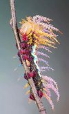A Saturniidae shaman moth caterpillar_ Switzerland.jpg
