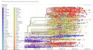 phylogeny nextrain sars-cov-2.jpg