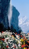 Waterval met bloemen(1).jpg