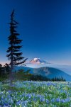 Mount Adams with Wildflower Meadows of the Goat Rocks Wilderness.jpg