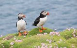 Puffin-Facts-Image-2.jpg