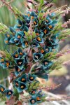 Puya alpestris (saffier toren)_10 zaden.jpg