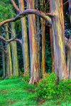 Rainbow Eucalyptus Trees Look Spray-Painted.jpg