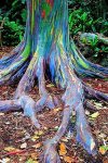 Growing Rainbow Trees.jpg