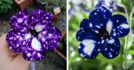 Stunning Galaxy Flowers Look Like They Hold the Universe in Their Petals.jpg