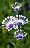 Whirligig daisies.jpg