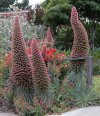 Echium wildpretii Tower of Jewels.jpg