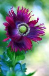 Poppy 'Heirloom' ~ 1st Flower of its kind this Season.jpg