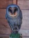 black barn owl.jpg