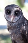 Phoenix the Sooty Owl.jpg