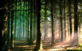 1150758-download-forest-wallpaper-hd-1920x1200-for-ios.jpg