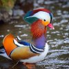 Nature Mandarin Duck Image 2.jpg