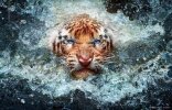 Nature Tiger Image 1.jpg