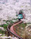 Cherry blossom train view in Fukushima, Japan #japan #japantravel #travel #travelinspiration #...jpg