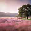 Muhly Grass Seeds - Pink Muhly Ornamental Grass Seed.png