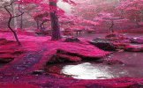 Magic Forest Ireland_pink.jpg