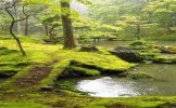 Magic Forest Ireland_green.jpg