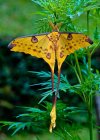 The Comet Moth Argema mittrei,or Madagascan Moon Moth one of the most beautiful Moths in the w...jpg