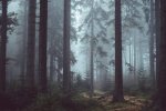 wp5723729-mysterious-light-foggy-forest-wallpapers.jpg
