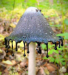 Mushroom That Looks Like It's Dripping Ink and 17 More Bizarre Examples.png