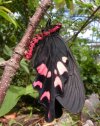 🔥 Windmill swallowtail butterfly.jpg
