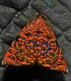 Colourful metalmark moth (Rubropsichia fuesliniana).jpg