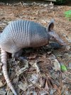 March of the Armadillo The odd little armored animal that's settling into St_ Louis.jpg