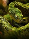 African bush viper.jpg