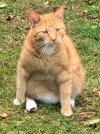 fat cat 2.jpg