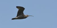 Curlew.jpg