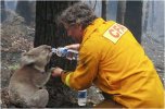 2009-02-10-Brandmannen-David-Tree-ger-sitt-vatten-till-en-koala,-Australien-.jpg