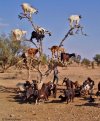 goats_tree_morocco.jpg