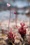 Drosera roraimae, Sundew, tepui B , Canaima National Park, Bolivar, Venezuela.jpg