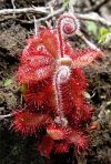 Drosera Montana var Tomentosa.jpg