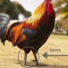 Rooster spurs.jpg