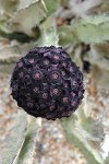 A black flower with brilliant red and purple centers_..jpg
