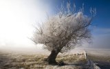 wp8595670-dead-tree-wallpapers.jpg